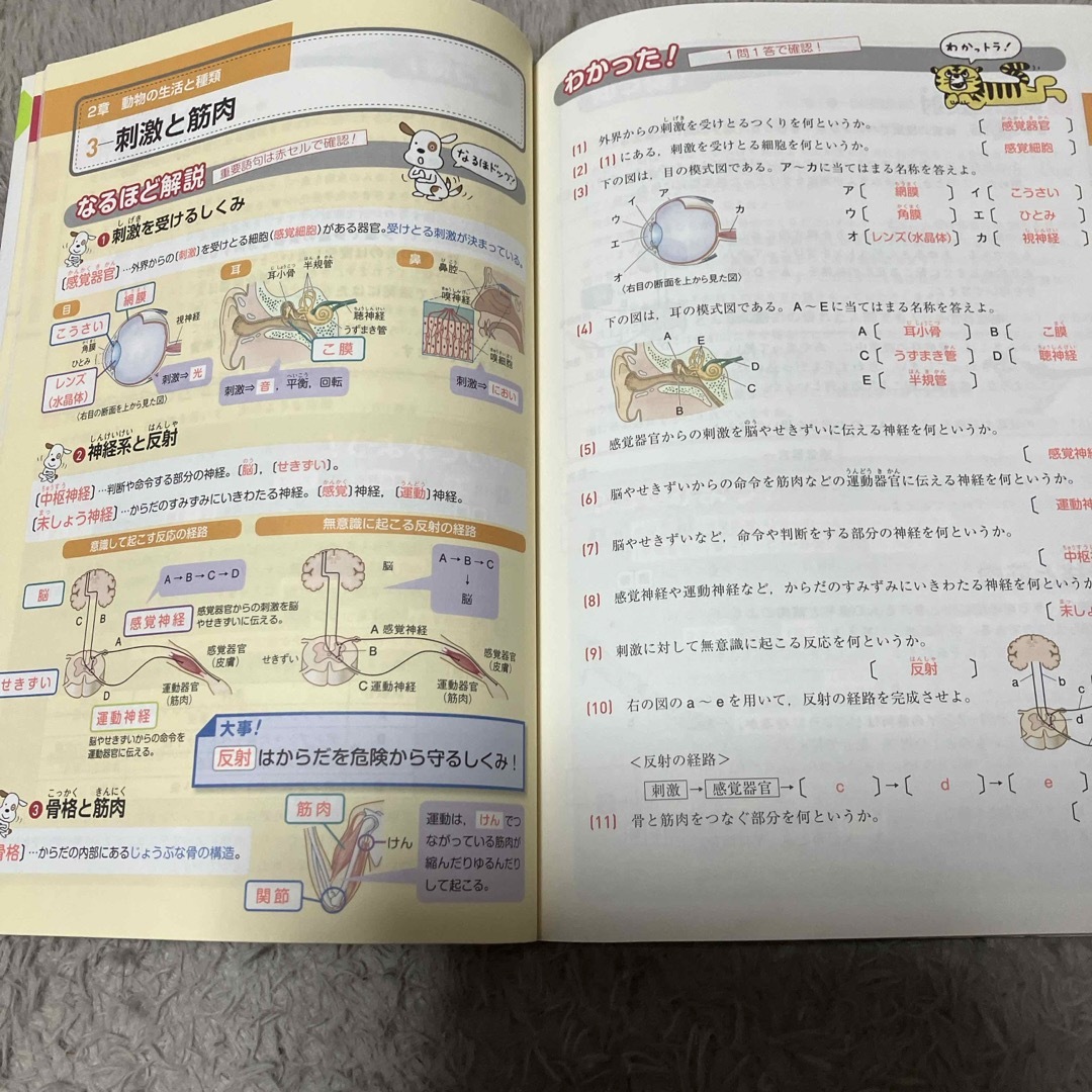 とってもやさしい理科 エンタメ/ホビーの本(語学/参考書)の商品写真