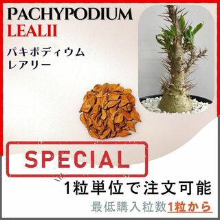 【種子】パキポディウム レアリー  / セット割あり 数量1粒から購入OK(その他)