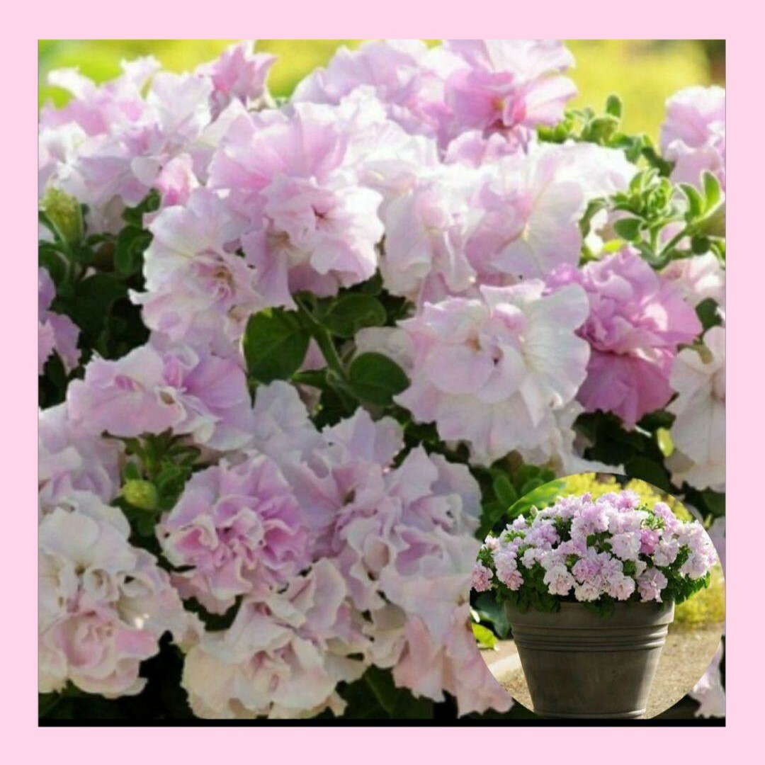 10粒　可愛らしさにメロメロ　大輪八重咲き種✦ペチュニアオーキッドミスト✦花の種 ハンドメイドのフラワー/ガーデン(その他)の商品写真