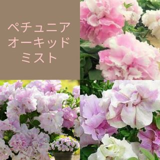 10粒　可愛らしさにメロメロ　大輪八重咲き種✦ペチュニアオーキッドミスト✦花の種(その他)