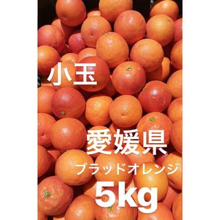 愛媛県産　ブラッドオレンジ　タロッコ　柑橘　5kg(フルーツ)