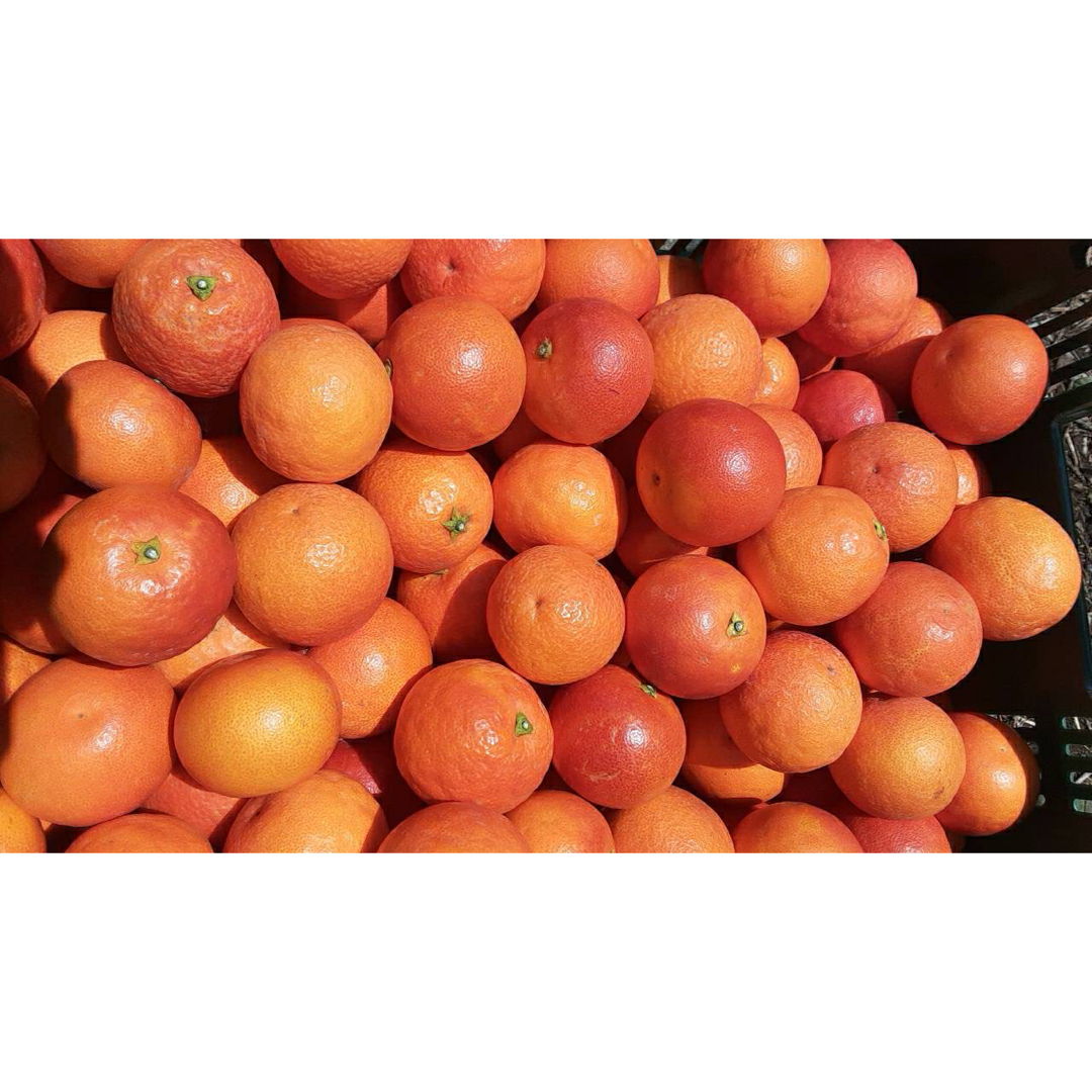 愛媛県産　ブラッドオレンジ　タロッコ　柑橘　10kg 食品/飲料/酒の食品(フルーツ)の商品写真
