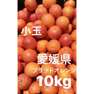 愛媛県産　ブラッドオレンジ　タロッコ　柑橘　10kg(フルーツ)