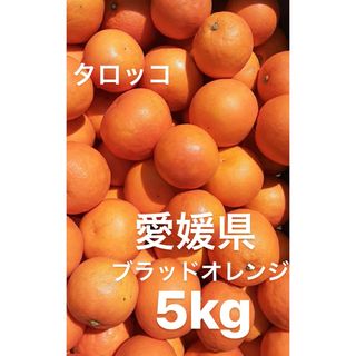 愛媛県産　ブラッドオレンジ　タロッコ　柑橘　5kg(フルーツ)