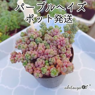 パープルヘイズ  ポットごと発送  多肉植物 セダム(その他)