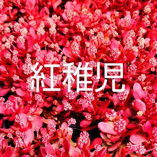 多肉植物  真っ赤な《 紅稚児》 抜き苗(その他)