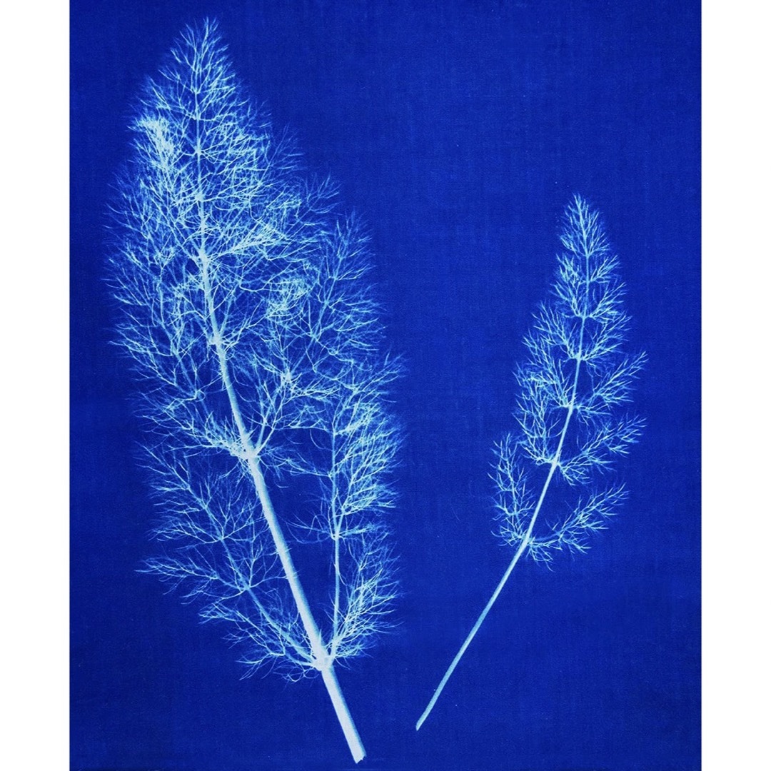 【新品未使用】ジャカード シアノタイプ Cyanotype 増感剤セット 水彩 エンタメ/ホビーのアート用品(絵の具/ポスターカラー)の商品写真