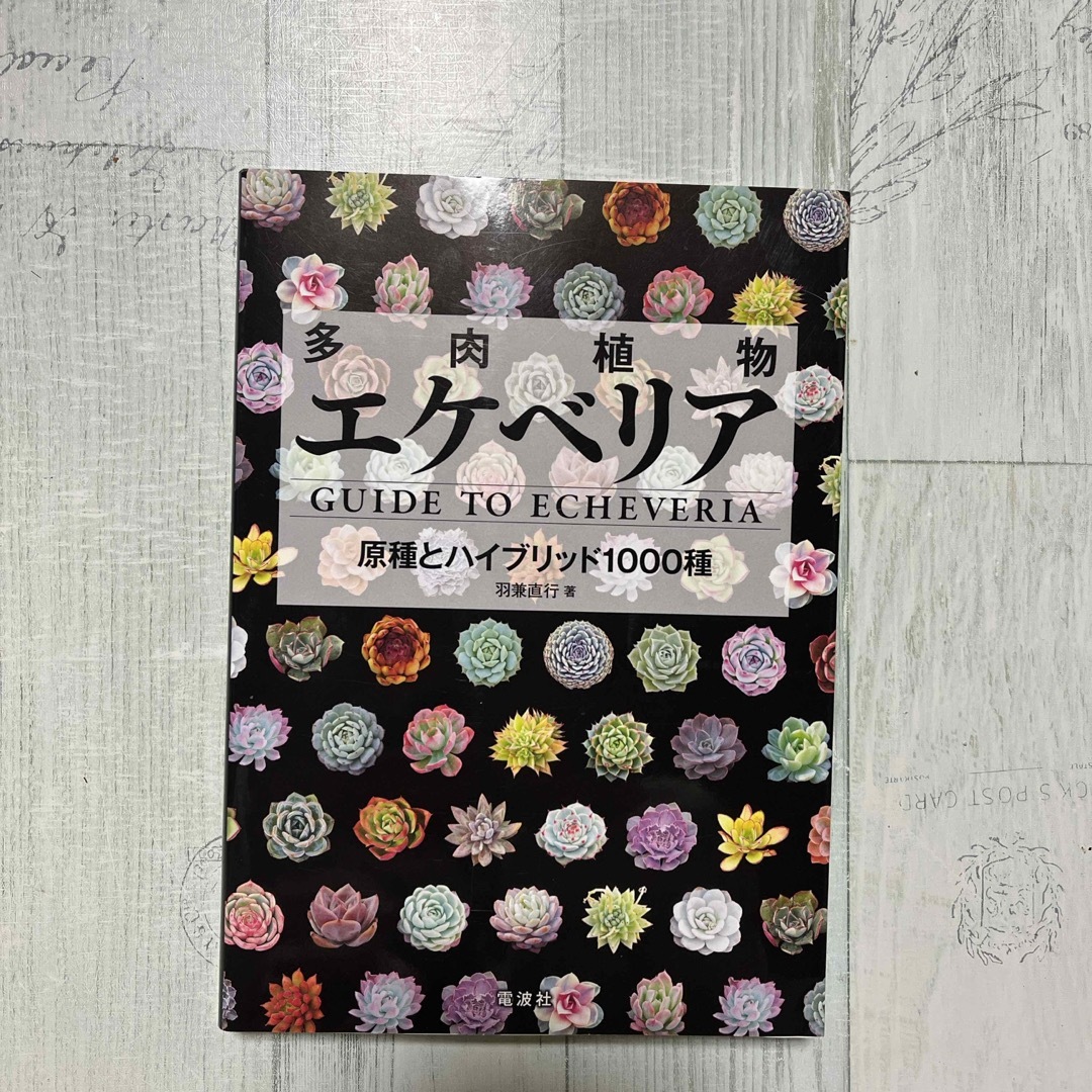 多肉植物エケベリア エンタメ/ホビーの本(趣味/スポーツ/実用)の商品写真