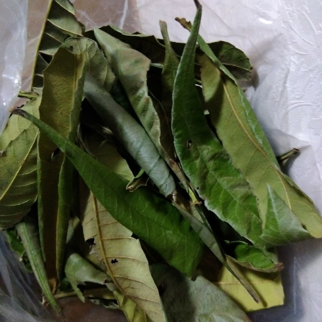 びわの葉 乾燥 簡易包装込み約50g　農薬不使用 その他のペット用品(ペットフード)の商品写真