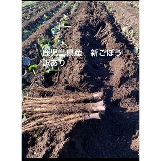 鹿児島県産　新ごぼう　訳あり(野菜)