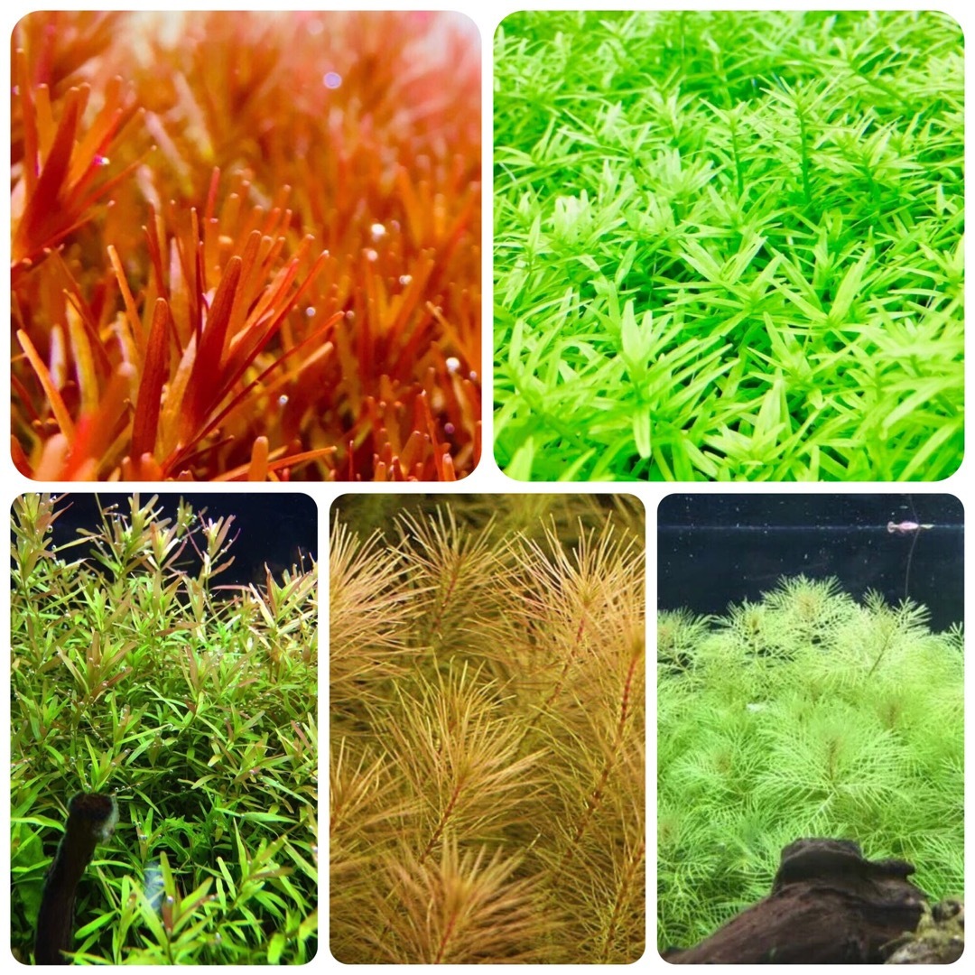水草セット　5種類 水中葉　無農薬　無害虫 その他のペット用品(アクアリウム)の商品写真