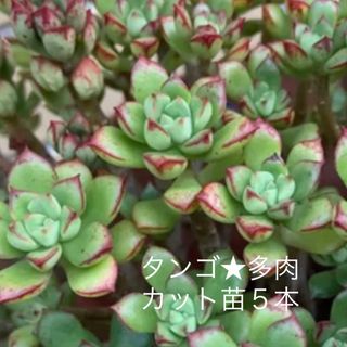 多肉植物★タンゴ★カット苗5本☺︎ガーデニング★フチが赤くて可愛い(その他)