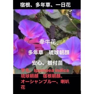 岐阜産、琉球朝顔、オーシャンブルー、冬越しだ、たくましい、カット苗、根つき、３本(プランター)