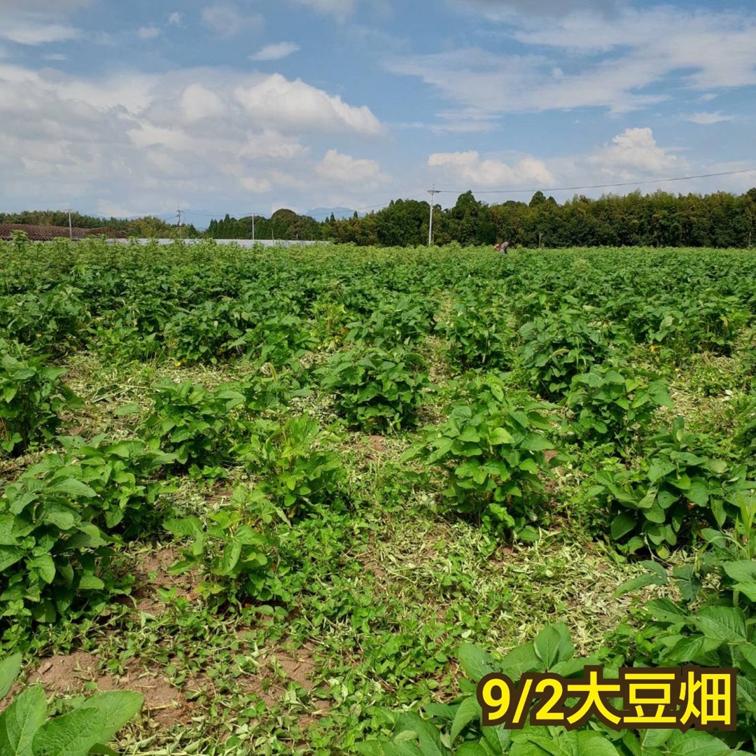 自然栽培　幻の大豆『八天狗』10kg 熊本県産 食品/飲料/酒の食品(野菜)の商品写真