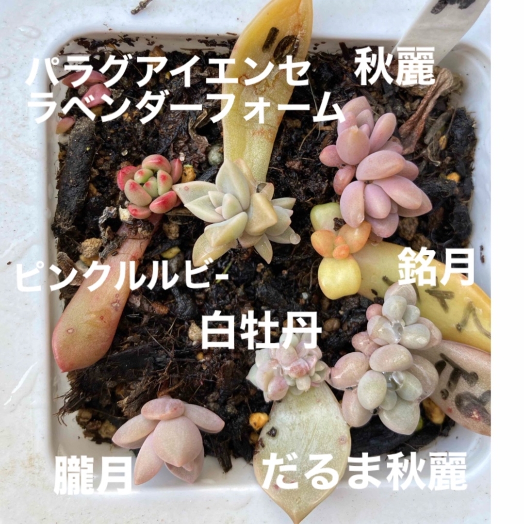 多肉植物　秋麗　ピンクルルビ- だるま秋麗　白牡丹 ハンドメイドのフラワー/ガーデン(その他)の商品写真