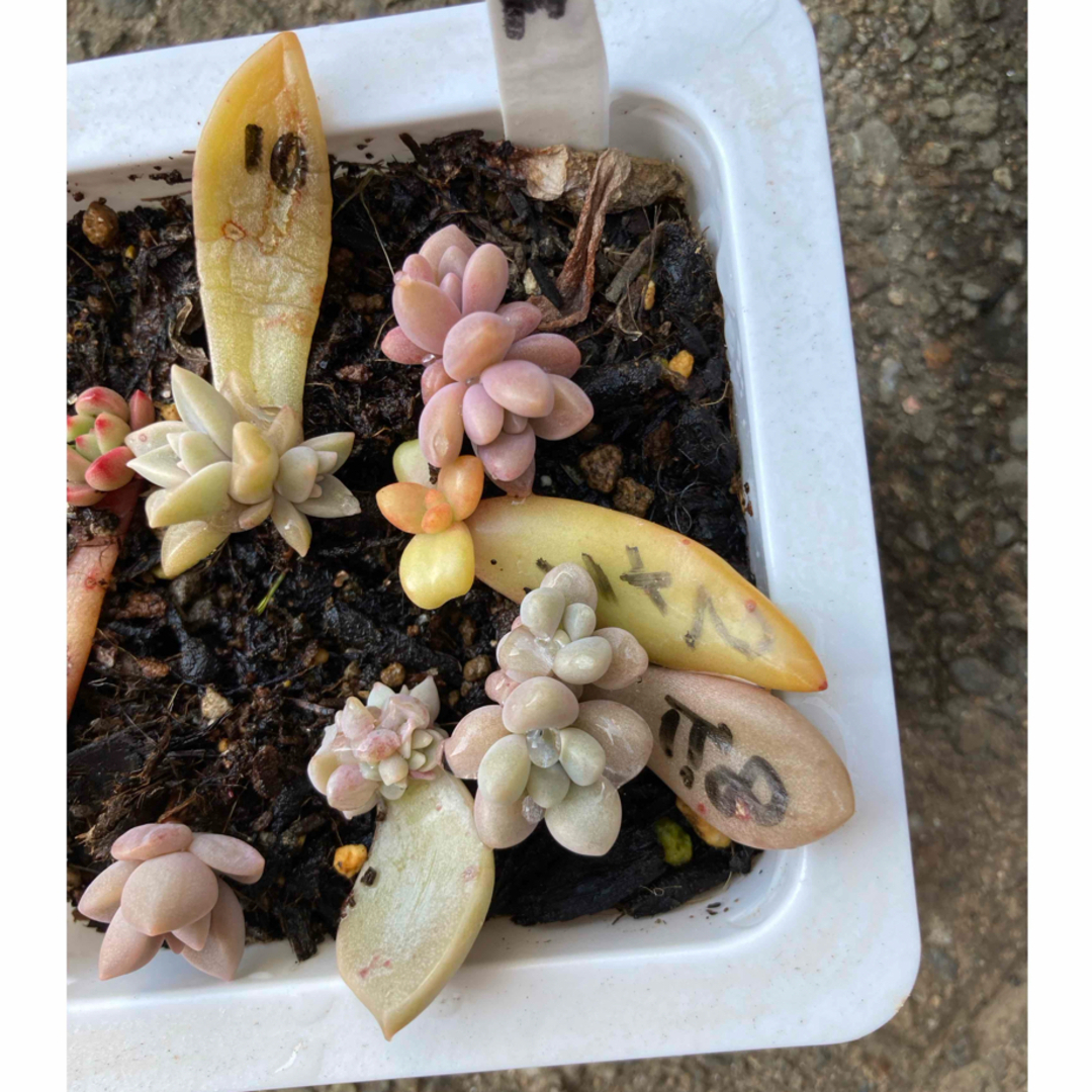 多肉植物　秋麗　ピンクルルビ- だるま秋麗　白牡丹 ハンドメイドのフラワー/ガーデン(その他)の商品写真