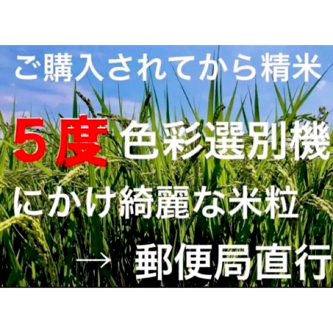 ✳️令和５年産✳️５回色彩選別・有機肥料・送料無料ハツシモ10キロ 食品/飲料/酒の食品(米/穀物)の商品写真