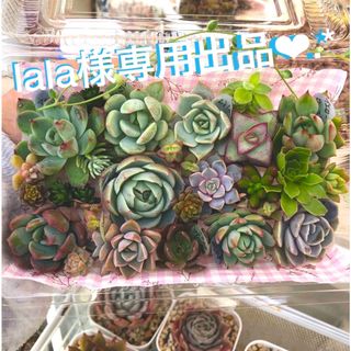 多肉植物カット苗☆lala様専用出品❤︎.*(その他)