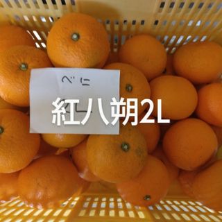 紅八朔2.6kg、因島産、広島県産産地直送家庭用無農薬ビタミンC(フルーツ)