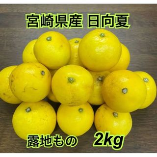 日向夏　宮崎県産　露地　箱込み２kg(フルーツ)