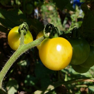 白ミニトマトの種　20粒　無農薬栽培(野菜)