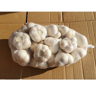 【良品】令和5年度　青森県産　Mサイズ　１kg　にんにく福地ホワイト六片(野菜)