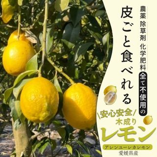 特別栽培の木成レモン 5kg箱 【愛媛県の農家直送】栽培期間中農薬不使用(フルーツ)