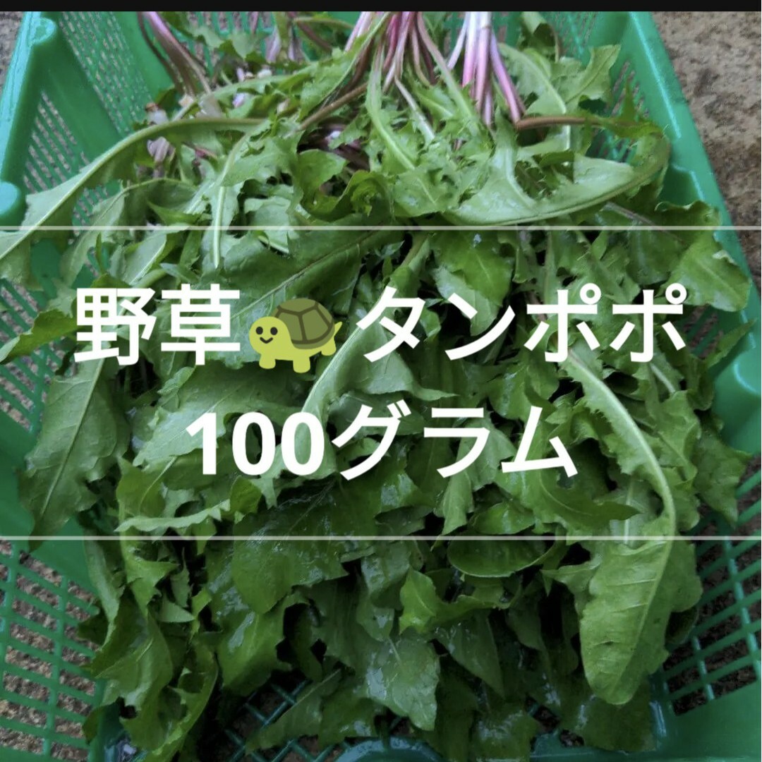 リクガメの餌  野草  生たんぽぽ  100グラム その他のペット用品(爬虫類/両生類用品)の商品写真