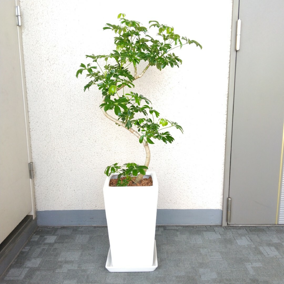 シェフレラ【レナータ曲がり】観葉植物❗陶器鉢受皿付！樹形綺麗！高さ100 ハンドメイドのフラワー/ガーデン(プランター)の商品写真