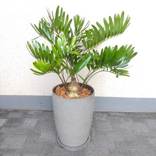 希少‼️ザミア【フロリダーナ】観葉植物‼️艶消し陶器鉢受皿付！ボリューム◎(プランター)