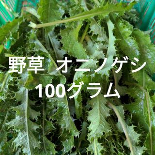 リクガメの餌  野草  オニノゲシ  100グラム