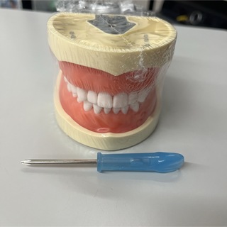 新品未使用！　顎模型　歯牙(模型/プラモデル)