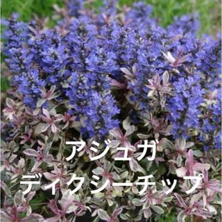 アジュガ ディクシーチップ 抜き苗 品種ラベル付き 2ポット分 花芽付き♪(その他)