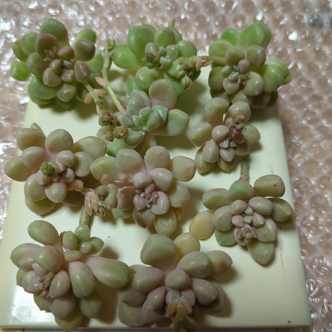 多肉植物ミリナエ１０カット ハンドメイドのフラワー/ガーデン(その他)の商品写真