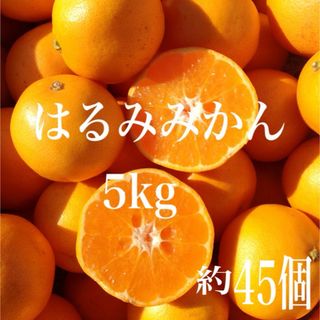 はるみみかん　5kg2(フルーツ)