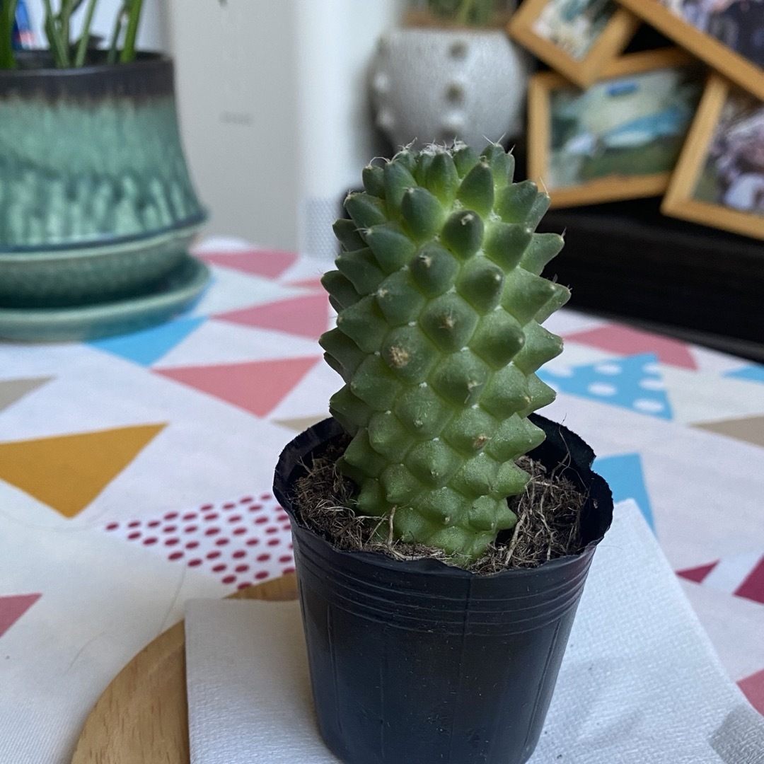 【❤️観葉植物❤️】トルカ　サボテン　抜き苗 ハンドメイドのフラワー/ガーデン(その他)の商品写真