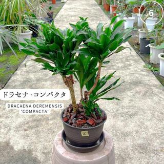 ✨ドラセナ・コンパクタ・インテリアグリーン✨６幸福を呼ぶ木　室内、観葉植物(プランター)