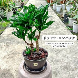 ✨ドラセナ・コンパクタ・インテリアグリーン✨５幸福を呼ぶ木　室内、観葉植物(プランター)