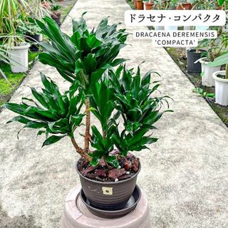 ✨ドラセナ・コンパクタ・インテリアグリーン✨④幸福を呼ぶ木　室内、観葉植物(プランター)