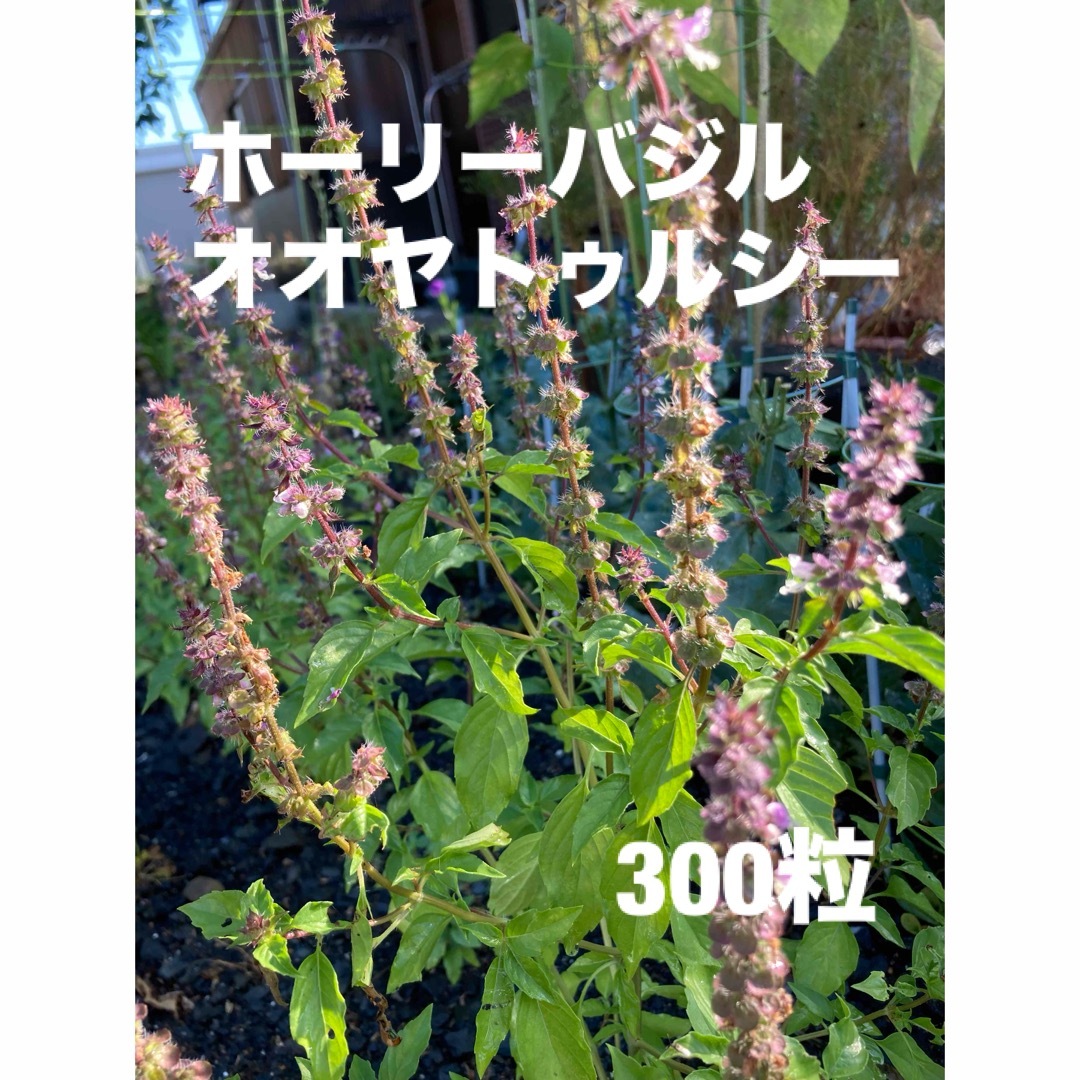 【ハーブの女王】ホーリーバジル　オオヤトゥルシー　種子　300粒以上　無農薬 ハンドメイドのフラワー/ガーデン(プランター)の商品写真