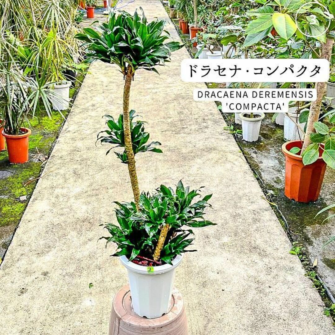 ✨ドラセナ・コンパクタ・インテリアグリーン✨３幸福を呼ぶ木　室内、観葉植物 ハンドメイドのフラワー/ガーデン(プランター)の商品写真