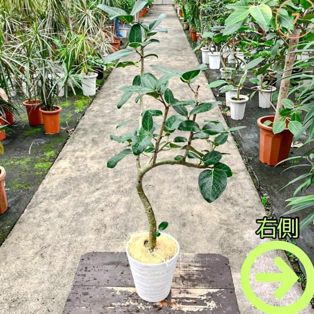 ✨癒しの観葉植物、フィカス・ベンガレンシス✨  ⑦個性的な樹形が魅力 ハンドメイドのフラワー/ガーデン(プランター)の商品写真