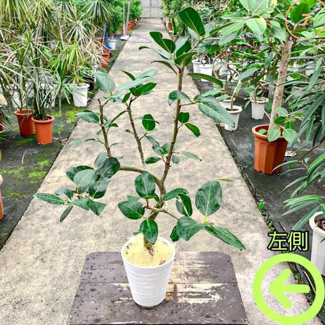 ✨癒しの観葉植物、フィカス・ベンガレンシス✨  ⑦個性的な樹形が魅力 ハンドメイドのフラワー/ガーデン(プランター)の商品写真