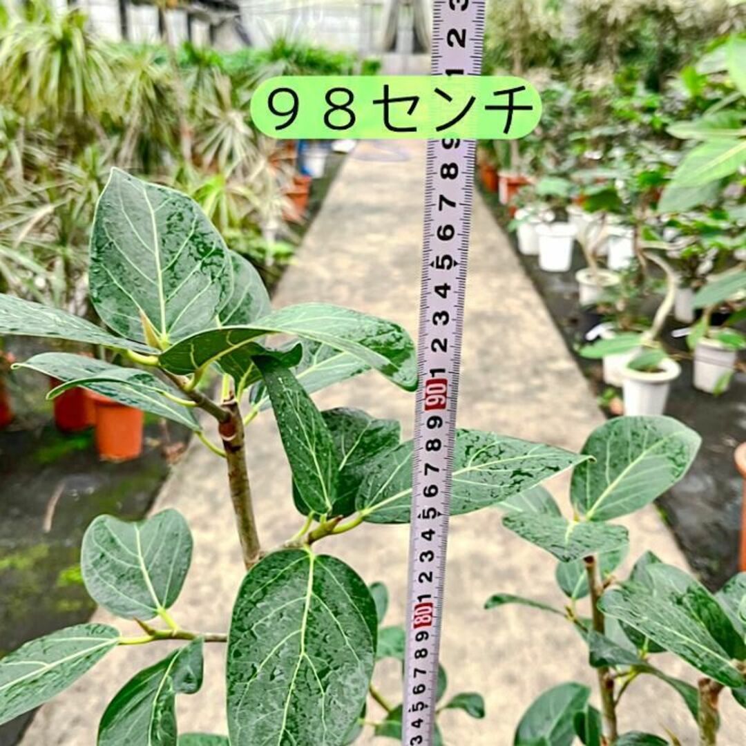 ✨癒しの観葉植物、フィカス・ベンガレンシス✨  ⑦個性的な樹形が魅力 ハンドメイドのフラワー/ガーデン(プランター)の商品写真