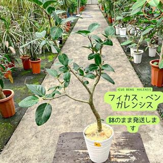 ✨癒しの観葉植物、フィカス・ベンガレンシス✨  ⑦個性的な樹形が魅力(プランター)