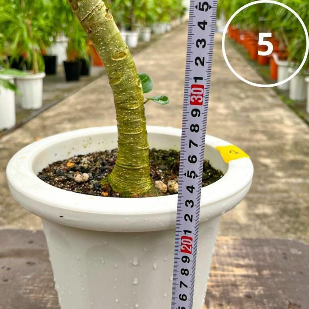 ✨癒しの観葉植物、フィカス・ベンガレンシス✨⑤個性的な樹形が魅力 ハンドメイドのフラワー/ガーデン(プランター)の商品写真