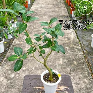 ✨癒しの観葉植物、フィカス・ベンガレンシス✨⑤個性的な樹形が魅力(プランター)