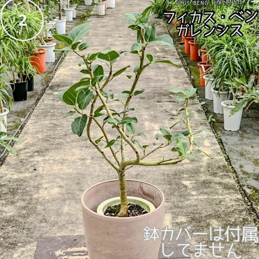 ✨癒しの観葉植物、フィカス・ベンガレンシス✨ ②、個性的な樹形が魅力 ハンドメイドのフラワー/ガーデン(プランター)の商品写真