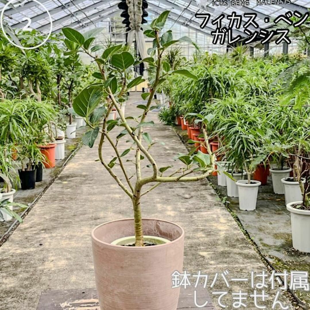 ✨癒しの観葉植物、フィカス・ベンガレンシス✨ ②、個性的な樹形が魅力 ハンドメイドのフラワー/ガーデン(プランター)の商品写真