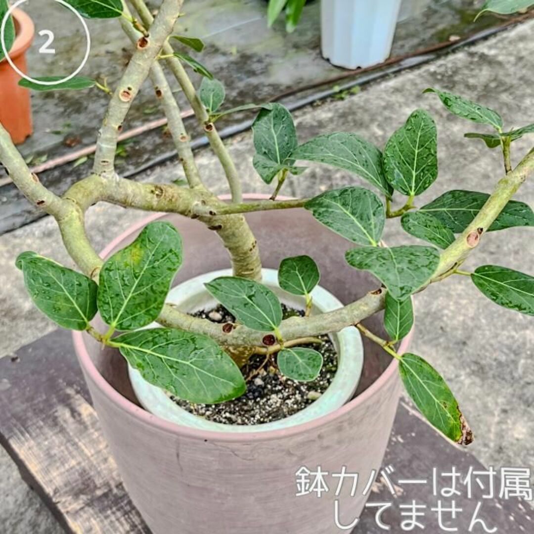 ✨癒しの観葉植物、フィカス・ベンガレンシス✨ ②、個性的な樹形が魅力 ハンドメイドのフラワー/ガーデン(プランター)の商品写真